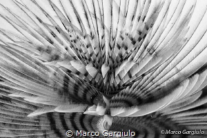 Spirograph in BW by Marco Gargiulo 